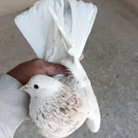 کبوتر پرشی تهرون|پرنده|ری, ظهیرآباد|دیوار