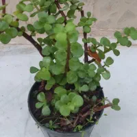 حراج  واقعی هر گلدان زیبا فقط صد تومن|گل و گیاه طبیعی|شاهین‌شهر, مورچه خورت|دیوار