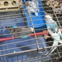 مرغ عشق مولد|پرنده|ملارد, |دیوار