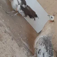 طاووس دوساله ابلغ و مصری