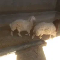 بره|حیوانات مزرعه|سوری, |دیوار