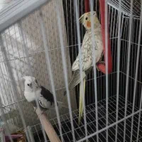 فروش عروس هلندی .مولد