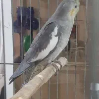 عروس هلندی|پرنده|اندیشه, شهرک مریم|دیوار