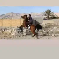 فروش نریان درشوری