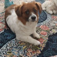 توله سگ دختر بنام دوردونه