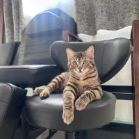 واگذاری گربه