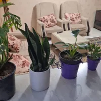 اجاره روزانه/هفتگی/ماهانه آپارتمان  در پیروزی|اجارهٔ کوتاه‌مدت آپارتمان و سوئیت|تهران, پیروزی|دیوار