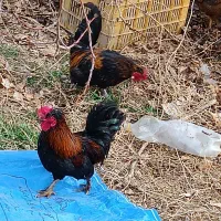 خروس پاکوتاه