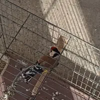 یه عدد سهره نر عالی|پرنده|خمینی‌شهر, |دیوار