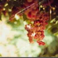 باغ-انگور-دامغان