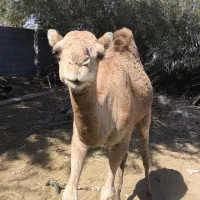 شتر دوساله|حیوانات مزرعه|قلعه قاضی, |دیوار