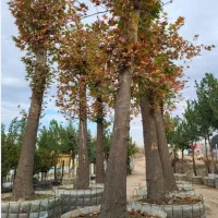 گرفتن پایان کار شهرداری|خدمات باغبانی و درختکاری|تهران, آهنگ|دیوار