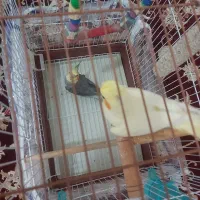 جفت عروس هلندی|پرنده|فردوس (خراسان), |دیوار