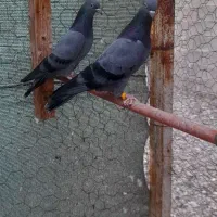 کبوتر|پرنده|میناب, |دیوار