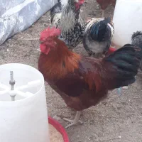 خروس در نژادهای مختلف و خروس سیاه|حیوانات مزرعه|هشتگرد, تهران دشت|دیوار