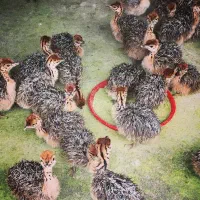 پرنده جوجه تخم خوراکی گوشت شترمرغ قلم بوقلمون|حیوانات مزرعه|یاسوج, |دیوار