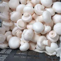 قارچ تازه چین روزانه رشت