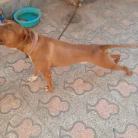 سگ پید کو جوان ۱۰ ماهه