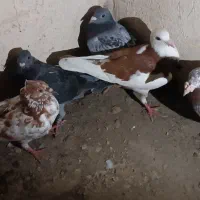 چند جوجه گرفتنی