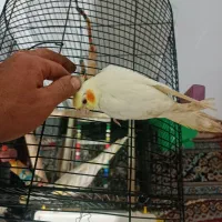 عروس هلندی سرلاکی لوتونیو|پرنده|کلاچای, |دیوار