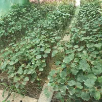 فروش نهال کیوی هایوارد