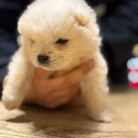 چاوچاو اصلی|سگ|اصفهان, جلفا|دیوار