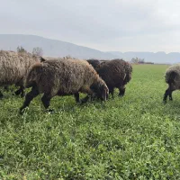 شیشک و میش داشتی|حیوانات مزرعه|فیروزآباد (فارس), |دیوار