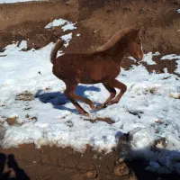 کره اسب مادیان درهشوری