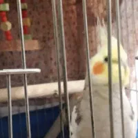 عروس هلندی نر آواز خان|پرنده|رشت, منظریه|دیوار