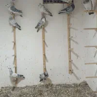 کفتر نر  زدخوردی