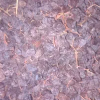 مویز درجه 1 موجودی انبار 2تن