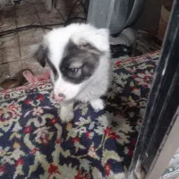 سگ پاکوتاه بازی گوش وزیبا