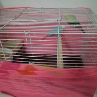 یک جفت مرغ عشق سالم و سرحال باقفس|پرنده|تهران, آهنگ|دیوار