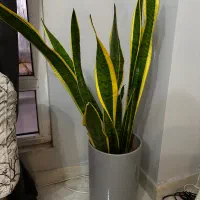 فروش لوازم منزل|تخت و سرویس خواب|کیش, |دیوار