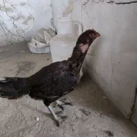 مرغ لاری اصیل تخم گذار