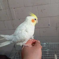 عروس هلندی|پرنده|مشگین شهر, |دیوار