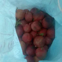 فروش انار شیرین