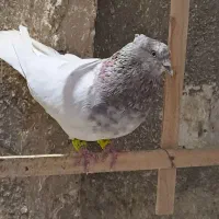 کله سرخ نر پرشی