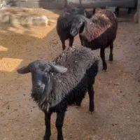 گوسفند|حیوانات مزرعه|صحنه, |دیوار