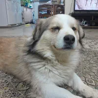 سگ پیدا شده