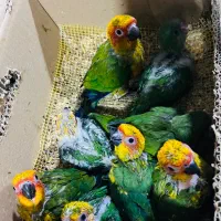 طوطی خورشیدی راهب ملنگو قناری فنچ مرغ عشق در کنگان