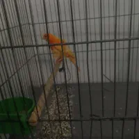 قناری مست روانی، سهره، قفس پرون