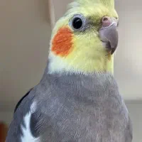 عروس هلندی گمشده