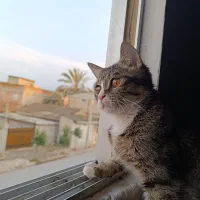 گربه|گربه|گرگان, |دیوار