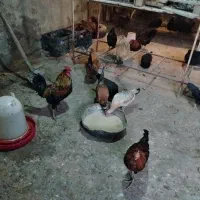 مرغ تخمگذار محلی|حیوانات مزرعه|اهواز, شهرک برق|دیوار