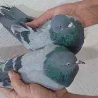سبز|پرنده|ایلام, |دیوار