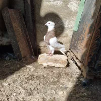 طوقی|پرنده|دهاقان, |دیوار