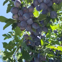 فروش نهال زودبارده|خدمات باغبانی و درختکاری|شیراز, حومه شیراز|دیوار