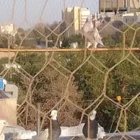 فروش  ۵عدد طوقی