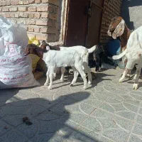 تعدادی بز چاق وچله|حیوانات مزرعه|سیب و سوران, |دیوار